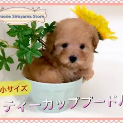 【 ティーカップ・プードル 】もはや説明不要だけどしちゃいます!その可愛らしさは最上級のプレミアムパピー!!:ペットショップ ペッツワン城山店|子犬情報|NO.118256(神奈川県相模原市)