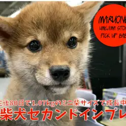 【 小さめ 赤柴 】生後80日で1.07kgのミニ柴サイズで成長中！：ペットショップマルワン梅島店（東京都足立区）｜子犬情報No.119121