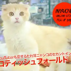 【 スコティッシュ・フォールド 】大物YouTuberも愛するたれ耳ニャンコのセカンドインプレ!:ペットショップマルワン梅島店(東京都足立区)子猫情報!No.119110