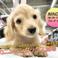 【カニンヘン・ダックスフント】マズル短めクリーム系の超人気ベイビーがやってきた！：ペットショップマルワン梅島店（東京都足立区）｜オススメ子犬情報No.119123