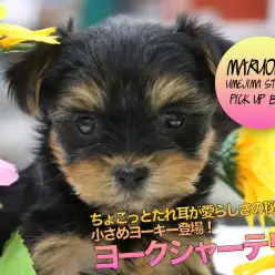 【ヨークシャーテリア】ちょこっとたれ耳が愛らしさの秘密♥小さめヨーキー登場！：ペットショップ マルワン梅島店（東京都足立区）｜子犬情報！No.119117
