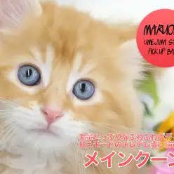 【メインクーン】その人気は世界でもトップレベル！！毛量たっぷりなふわふわボディと甘えモードのデレデレ姿に悩殺必至♪：ペットショップマルワン梅島店（東京都足立区）子猫情報！No.119119