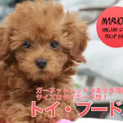 【トイ・プードル】ガーネットレッドの美少女降臨!サイズはタイニー予想!:ペットショップマルワン梅島店(東京都足立区)子犬情報No.119118