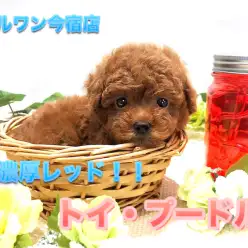 【 タイニーサイズ トイ・プードル 】生後60日で503g!小さめ濃厚レッドの癒し系プードルちゃんの得意技を限定公開!:ペットショップマルワン今宿店(神奈川県横浜市)|子犬情報No.120121