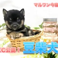 【希少！ 黒豆柴 】体重は驚異の500g台！極小で美しい幻の黒豆柴がやってきた！？：ペットショップマルワン今宿店（横浜市）｜子犬情報No.120120