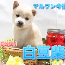 【KC公認！ 白豆柴 】  生後60日で764g！オリジナルポイントに溢れた超希少な白豆柴ちゃんの魅力をたっぷりご紹介♪：ペットショップマルワン今宿店（神奈川県横浜市）｜子犬情報No.120122