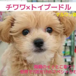 【 チワプー MIX 】チワワ×トイプードル両親のイイとこ取り！世界で1匹だけのスペシャルわんこ！ペットショプマルワン高井戸店子犬情報！｜（東京都杉並区）NO.130051