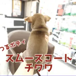 【 チョコタン スムースコート チワワ】つるつるボディの独特のぬくもり感はたまらんす！!大人気で希少なチョコレートカラーは大必見!! ペットショップ マルワン大倉山店（ 横浜市 ） 子犬情報！No.6130730