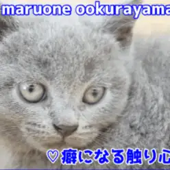 【 ブリティッシュショートヘア 】史上最高のさわり心地はブリえもんの後頭部だったって知ってます？： ペットショップ マルワン大倉山店（ 横浜市港北区 ）｜子猫情報！No.6130731