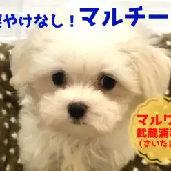 【 小さめ マルチーズ 】涙やけなし!ポケットサイズの純白ベイビー!!:マルワン武蔵浦和店(さいたま市)|子犬情報!No.412710