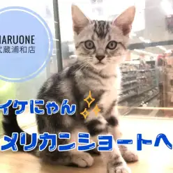 【 アメリカンショートヘア 】シルバータビーの貴公子!!イケにゃんと言えばアメショー!! マルワン武蔵浦和店( さいたま市 ) 子猫情報!No.412705