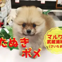 【 たぬきポメ 】埼玉で最もたぬき顔!!ポメラニアン好きは見逃せない!!:マルワン武蔵浦和店(さいたま市)|子犬情報!No.412714