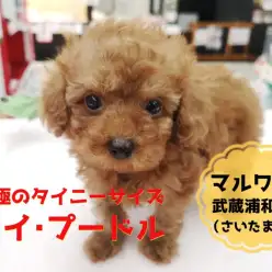 【 タイニーサイズ・プードル 】生後50日で500g!!究極のプリンセスがやって来た!!:マルワン武蔵浦和店(さいたま市)|オススメ子犬情報!No.412718