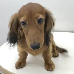 【ミニチュア・ダックス】現在「3.59kg」6か月になったあのシティボーイに再密着！※当店一の甘えん坊です※｜ペットショップマルワン本羽田店（東京都大田区）｜子犬情報！NO.512533