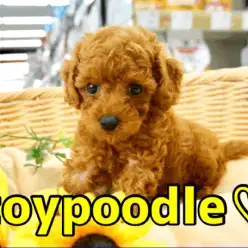 【 べっぴん トイ・プードル 】大きく丸いオメメが魅力的！濃厚バーニングレッドカラーで将来の期待が膨らむ♥ペットショップマルワン大倉山店（横浜市）｜子犬情報！No.6130724