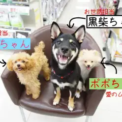 【わんこのトレーニング 】運動 → しつけ → 愛情の順番が大切!!  マルワン大倉山店でのトレーニング風景をちょっぴり公開! （ 柴犬 ・ トイプードル ・ ポメラニアン ）