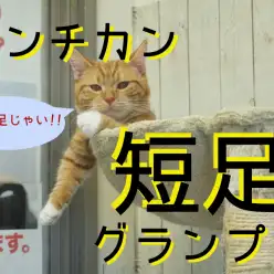 【マンチカン特集♥】楽しい短足生活はいかが？マンチカン大集合につき短足グランプリやっちゃいました！： ペットショップマルワン大倉山店特集ブログ！