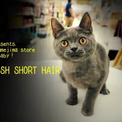 【 ブリティッシュショートヘア 】至極の丸顔と豊かな表情！3つのオススメポイントでご紹介！：Mr.Kオススメ厳選ニャンコ！〜マルワン梅島店編〜