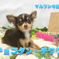 【 チョコタン チワワ 】生後6ヶ月で驚きの1.4kg!極小サイズほぼ確定のイケメンは甘えんBOY!:ペットショップマルワン今宿店(横浜市)|子犬情報!NO.120110