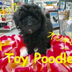【 トイ・プードル 】生後3ヶ月で驚異の1.06Kg!足元にはオシャレ上級者の証が光り輝くブラックプーちゃん!: ペットショップ マルワン梅島店 子犬情報!No.119122