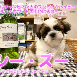 【 シーズー 】パパはチャンピオン犬のプレミアムベイビー！！ゴールド＆ホワイトの毛色は秀逸！： ペットショップ マルワン白楽店（ 横浜市 ）│子犬情報No.11583