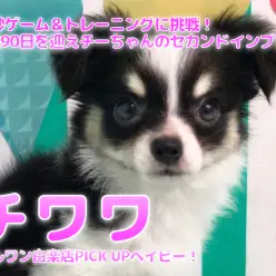 【 チワワ 】30秒ゲーム＆トレーニングに挑戦！生後90日を迎えチーちゃんのセカンドインプレ！:ペットショップマルワン白楽店（横浜市）│子犬情報No,11571