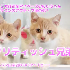 【 ブリティシュショートヘア 】抱っこ大好きなマイペースおにいちゃん＆ブラコンのアクティブ系の弟！生後90日のセカンドインプレ！ ペットショップ マルワン白楽店 （ 横浜市 ）  子猫情報 No.11572＆11573