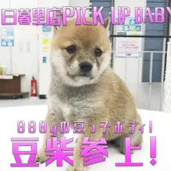 【 豆柴犬 】マグカップ柴！？驚異の880g台の豆っこボディを直撃！：ペットショップマルワン東日暮里店(東京都荒川区)｜子犬情報No014228