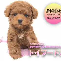 【 トイ・プードル 】アイドル犬現る！あらゆるポーズが決められる天才ベイビー！ ペットショップ マルワン本羽田店 ( 東京都 大田区 )  子犬情報 ！No.512552