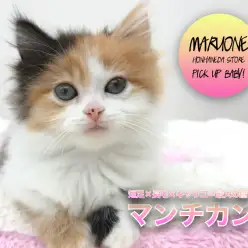 【 マンチカン 】今大人気！短足×長毛×キャリコ＝最大の癒し！！！甘えん坊のプリティガール♡ ペットショップ マルワン本羽田店（ 東京都大田区 ）子犬情報！ No.512554