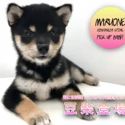 【 豆柴 】豆柴の魅力は小さいだけじゃない！！芸に初挑戦☆これから何個覚えられるかな？ ペットショップ マルワン本羽田店( 東京都大田区 ) 子犬情報！NO.512553