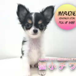 【 極小チワワ 】入店から1ヶ月！現在生後3ヶ月で647g！☆驚異の可愛さと極小サイズは健在です！ ペットショップ マルワン本羽田店（ 東京都大田区 ）子犬情報！No.512548