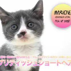 【 ブリティッシュショートヘア 】都内一綺麗な八割れの持ち主！ブルーとホワイトのカラーの美しさに注目！ ペットショップ マルワン本羽田店( 東京都大田区 )子猫情報！No.512556