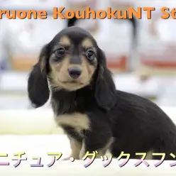 【 ミニチュア・ダックスフント 】我が家のアイドルはこの子で決定！？被毛の美しいカラーリングは必見です！  ペットショップ マルワン港北NT店（ 横浜市 ）子犬情報 NO.311802