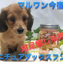 【 ミニチュアダックスフント 】マズルの短さ驚異の3cm！究極の癒し顔を持つダックスくんは神奈川NO.1の短足男子！ ペットショップ マルワン今宿店（ 横浜市旭区 ） 子犬情報NO.120127