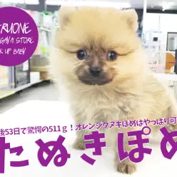 【小さめポメラニアン】生後53日で驚愕の511g!オレンジタヌキぽめはやっぱり可愛い♡ ペットショップ マルワン鎌ヶ谷店( 千葉県鎌ケ谷市 ) 子犬情報 No.117161