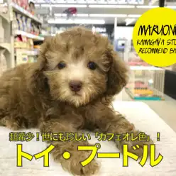 【 カフェオレ トイ・プードル 】超希少!世にも珍しい「カフェオレ色」のカーリーベイビーがやってきた! ペットショップ マルワン鎌ヶ谷店( 千葉県 鎌ケ谷市 )|オススメ 子犬情報 No.117160