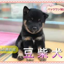 【 黒豆柴 】ご家族決定率爆速中！新しくやってきた豆ちゃんを3つのポイントでご紹介！ ペットショップ ペッツワン城山店 (神奈川県相模原市) オススメ子犬情報 NO.118264