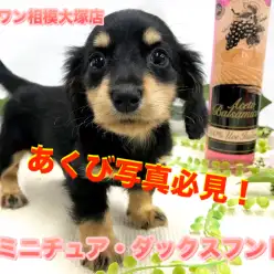 【 ミニチュア・ダックスフント 】生後52日の体重760g!食欲旺盛、ご飯大好き元気っ子！あくび写真は必見です♪ ペットショップ マルワン相模大塚店（ 横浜市 ）子犬情報No.814476