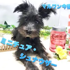 【 ミニチュア・シュナウザー 】生後120日で2.9㎏のシュナちゃんは超フレンドリーに成長中♪超多頭飼育向きです! ペットショップ マルワン今宿店(神奈川県横浜市) 子犬 情報NO.120117