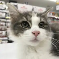 【 メインクーン 】実録：その美しさは神奈川随一！？超人気猫種の魅力に迫る！ ペットショップ マルワン港北NT店（横浜市）子猫情報 NO.311788