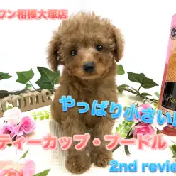 【 ティーカップ・プードル 】やっぱりこの子は小さかった！生後75日で体重632g!ティーカップちゃんのセカンドインプレ！：ペットショップマルワン相模大塚店（大和市）｜オススメ子犬情報No.814473