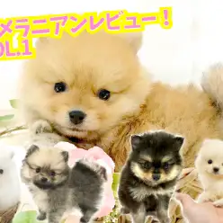 【 ポメラニアン レビュー VOL.1】ペットショップスタッフがポメラニアンの外見の特徴・魅力・話題の「 たぬきポメ 」を解説！
