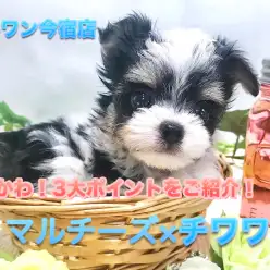 【 マルチーズ × チワワ 】生後60日で509g!オリジナルポイント溢れるハイブリッド犬は神奈川NO.1の癒しっ子♪ ペットショップ マルワン今宿店(神奈川県横浜市) オススメ 子犬情報NO.120123