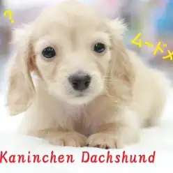 【 カニンヘン・ダックスフント 】生後90日で驚異の900g台！！！！スーパークリームカニンヘンに変身中♪ ペットショップ マルワン梅島店( 東京都 足立区 ) 子犬情報！No.119123