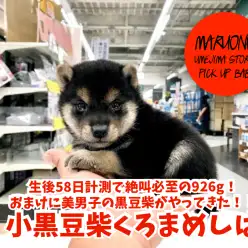 【極小まめしば】生後58日計測で絶叫必至の926g！おまけに美男子の黒豆柴がやってきた！！ ペットショップ マルワン梅島店（ 東京都足立区 ）オススメ子犬情報No.119124