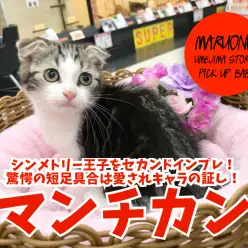 【 マンチカン 】シンメトリー王子をセカンドインプレ！驚愕の短足具合は愛されキャラの証し！：ペットショップマルワン梅島店(東京都足立区)｜子猫情報！No.119125