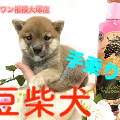 【 豆柴 】生後56日で体重約1kg!ニッコリ笑顔の輝きは神奈川No.1！：ペットショップマルワン相模大塚店（大和市）｜子犬情報No.814474