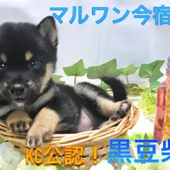 【 黒豆柴 】生後60日で681g！ミニマム家系の黒豆柴ちゃんは初めてのワンちゃんライフのパートナーにオススメです♪：ペットショップマルワン今宿店（神奈川県横浜市）｜子犬情報NO.120125