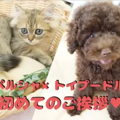 【多頭プロジェクト】見れば納得！ワンコもにゃんこも仲良くなれる!ペルシャ×トイプードルで多頭コミュニケーション法をちょこっと公開！：ペットショップマルワン大倉山店（横浜市港北区）｜No.6130700＆No.6130705